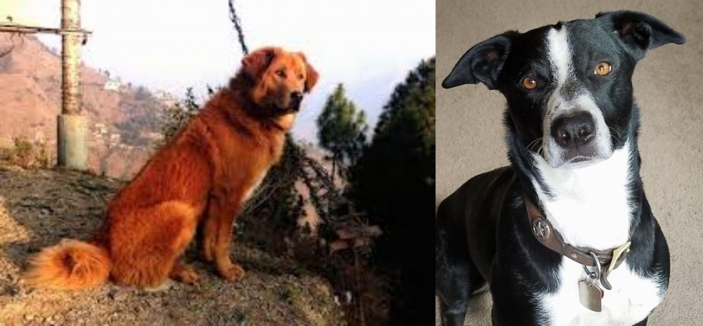 McNab vs Himalayan Sheepdog - Breed Comparison
