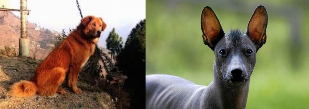 Mexican Hairless vs Himalayan Sheepdog - Breed Comparison
