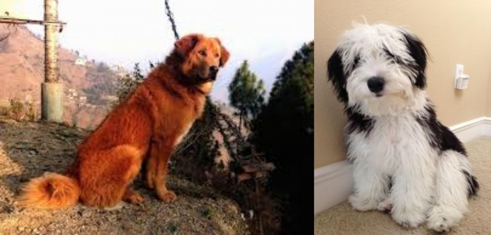 Mini Sheepadoodles vs Himalayan Sheepdog - Breed Comparison