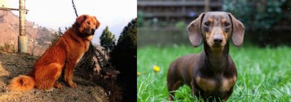 Miniature Dachshund vs Himalayan Sheepdog - Breed Comparison