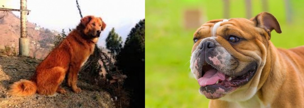 Miniature English Bulldog vs Himalayan Sheepdog - Breed Comparison