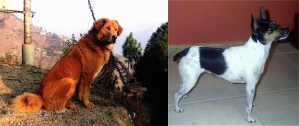 Miniature Fox Terrier vs Himalayan Sheepdog - Breed Comparison