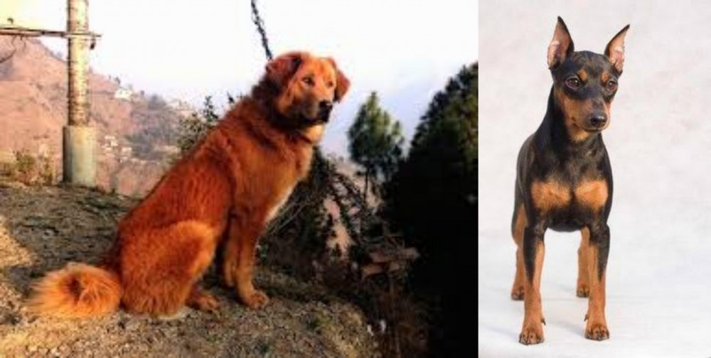 Miniature Pinscher vs Himalayan Sheepdog - Breed Comparison