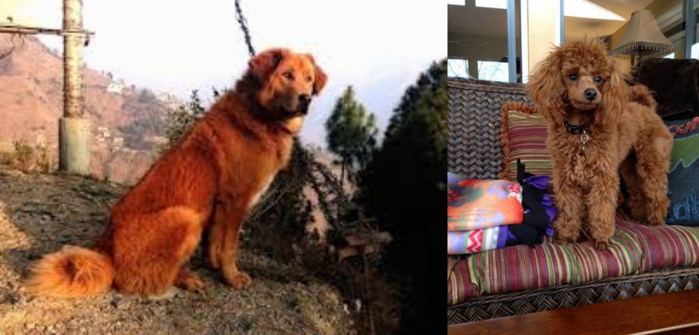 Miniature Poodle vs Himalayan Sheepdog - Breed Comparison