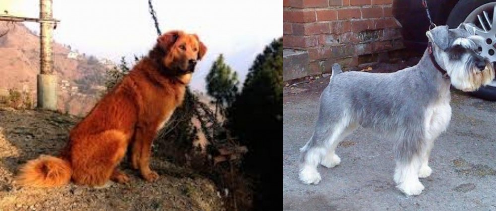 Miniature Schnauzer vs Himalayan Sheepdog - Breed Comparison