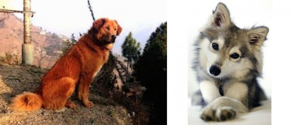 Miniature Siberian Husky vs Himalayan Sheepdog - Breed Comparison