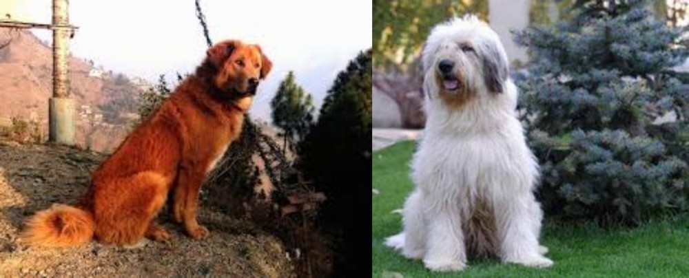 Mioritic Sheepdog vs Himalayan Sheepdog - Breed Comparison