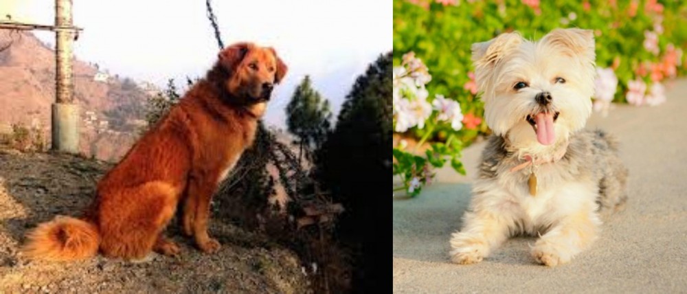 Morkie vs Himalayan Sheepdog - Breed Comparison