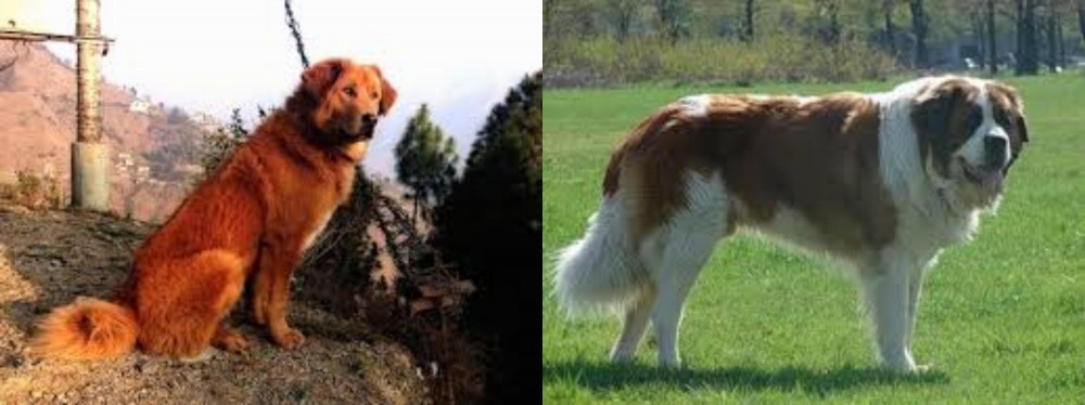 Moscow Watchdog vs Himalayan Sheepdog - Breed Comparison