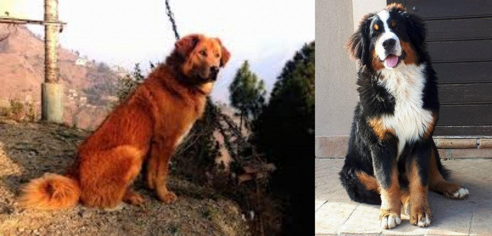 Mountain Burmese vs Himalayan Sheepdog - Breed Comparison