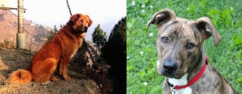 Mountain Cur vs Himalayan Sheepdog - Breed Comparison