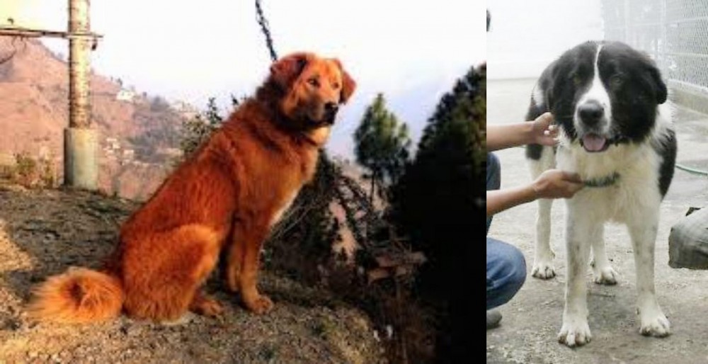 Mucuchies vs Himalayan Sheepdog - Breed Comparison