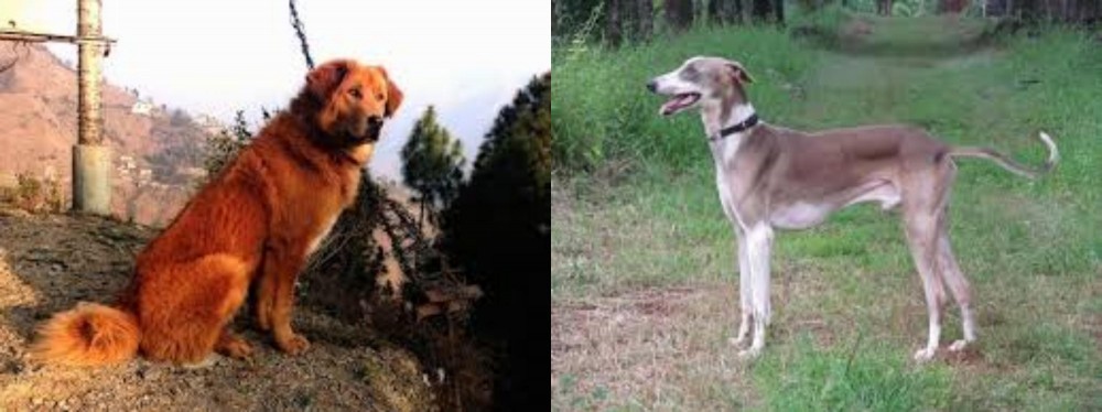 Mudhol Hound vs Himalayan Sheepdog - Breed Comparison
