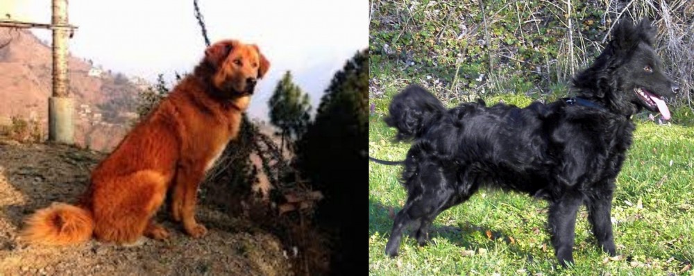 Mudi vs Himalayan Sheepdog - Breed Comparison