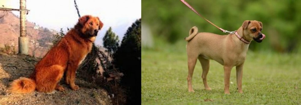 Muggin vs Himalayan Sheepdog - Breed Comparison