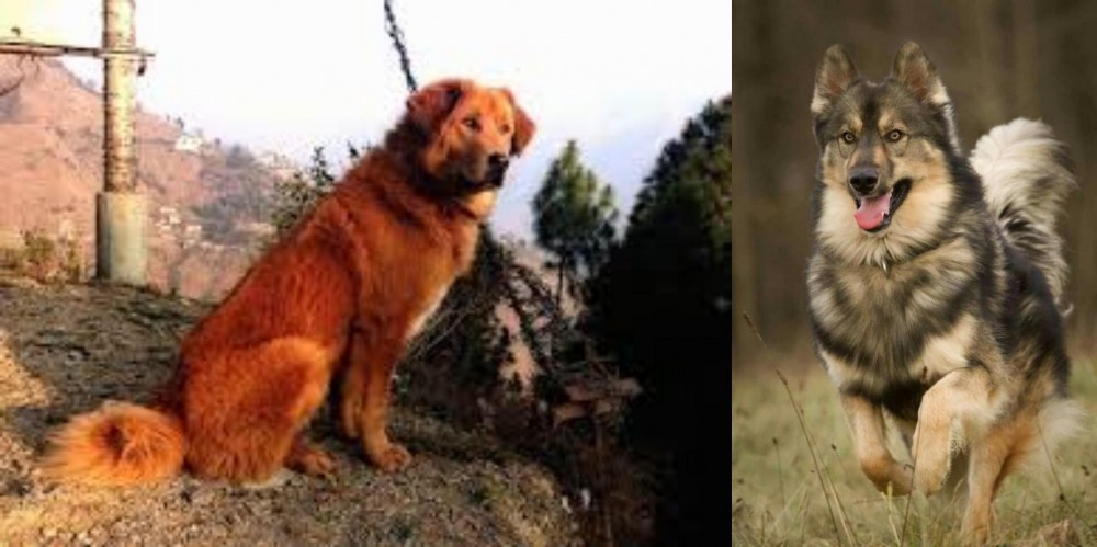 Native American Indian Dog vs Himalayan Sheepdog - Breed Comparison