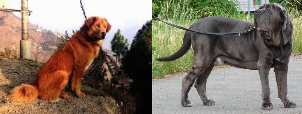 Neapolitan Mastiff vs Himalayan Sheepdog - Breed Comparison