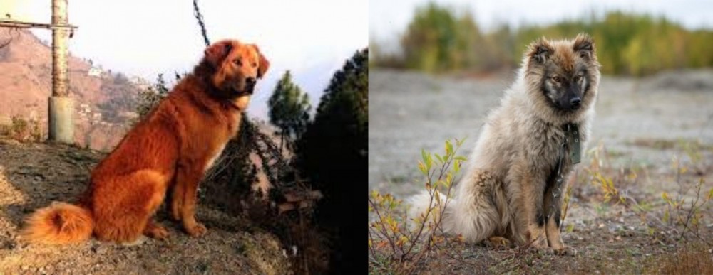 Nenets Herding Laika vs Himalayan Sheepdog - Breed Comparison