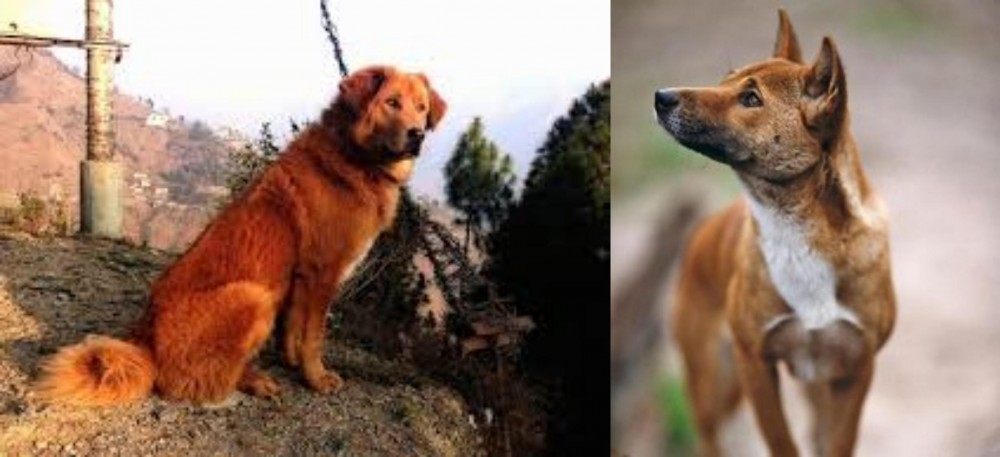 New Guinea Singing Dog vs Himalayan Sheepdog - Breed Comparison
