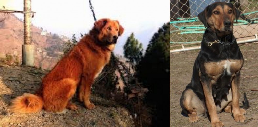 New Zealand Huntaway vs Himalayan Sheepdog - Breed Comparison
