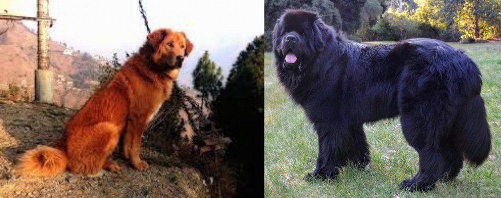 Newfoundland Dog vs Himalayan Sheepdog - Breed Comparison