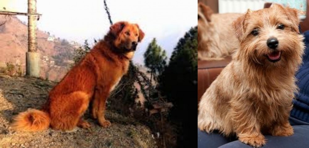 Norfolk Terrier vs Himalayan Sheepdog - Breed Comparison