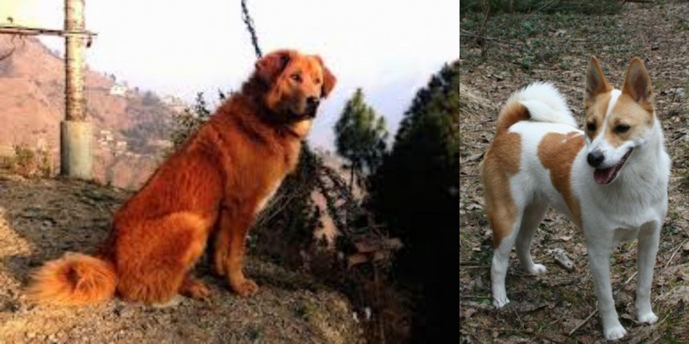 Norrbottenspets vs Himalayan Sheepdog - Breed Comparison