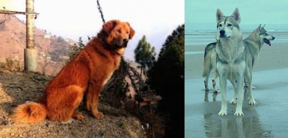 Northern Inuit Dog vs Himalayan Sheepdog - Breed Comparison