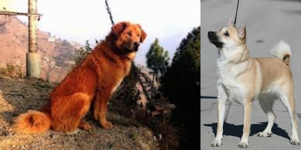 Norwegian Buhund vs Himalayan Sheepdog - Breed Comparison