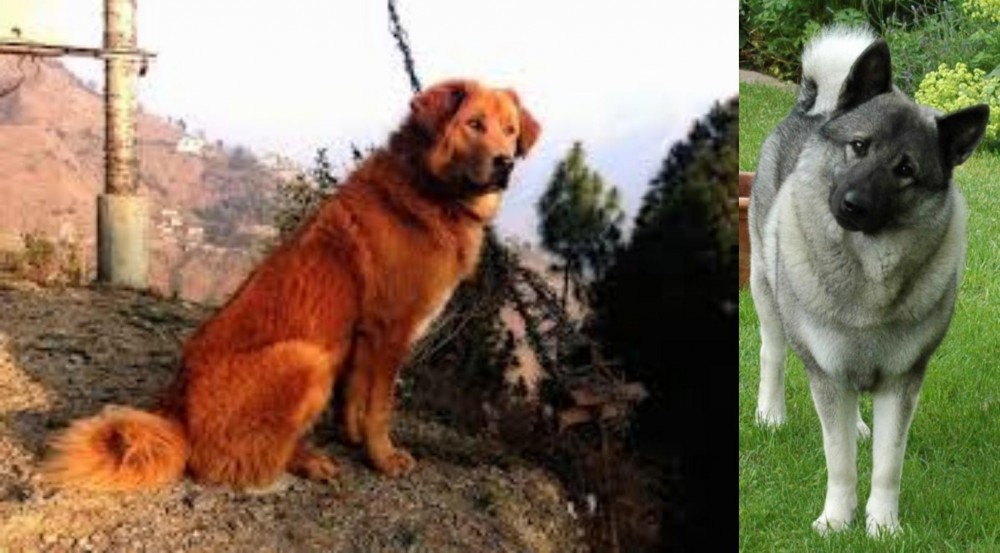 Norwegian Elkhound vs Himalayan Sheepdog - Breed Comparison