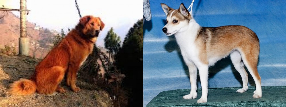 Norwegian Lundehund vs Himalayan Sheepdog - Breed Comparison