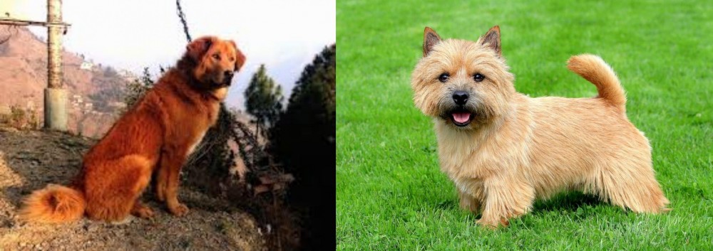 Norwich Terrier vs Himalayan Sheepdog - Breed Comparison
