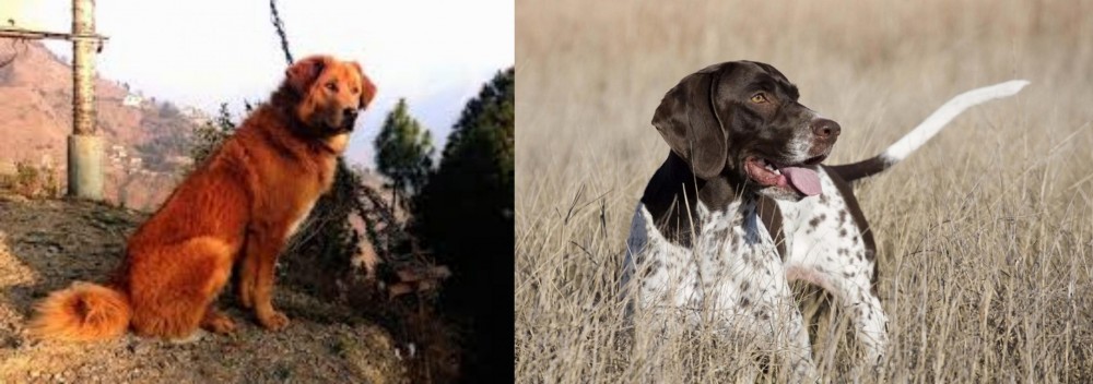 Old Danish Pointer vs Himalayan Sheepdog - Breed Comparison