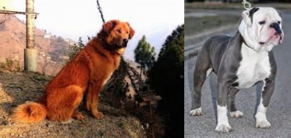 Old English Bulldog vs Himalayan Sheepdog - Breed Comparison