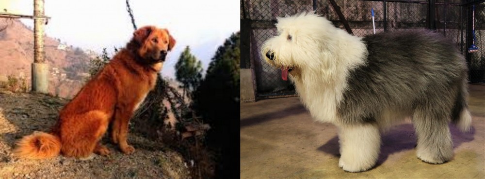 Old English Sheepdog vs Himalayan Sheepdog - Breed Comparison