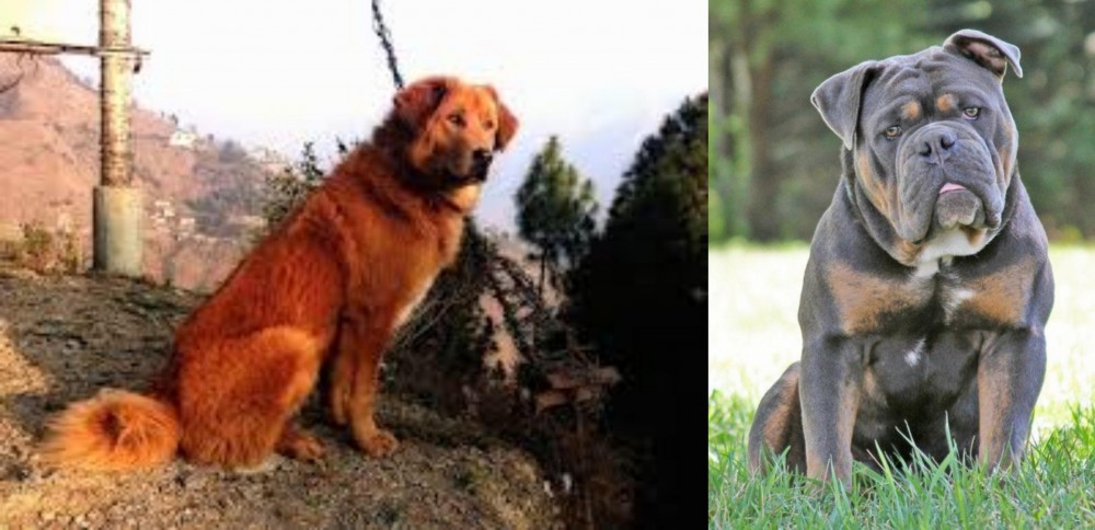 Olde English Bulldogge vs Himalayan Sheepdog - Breed Comparison