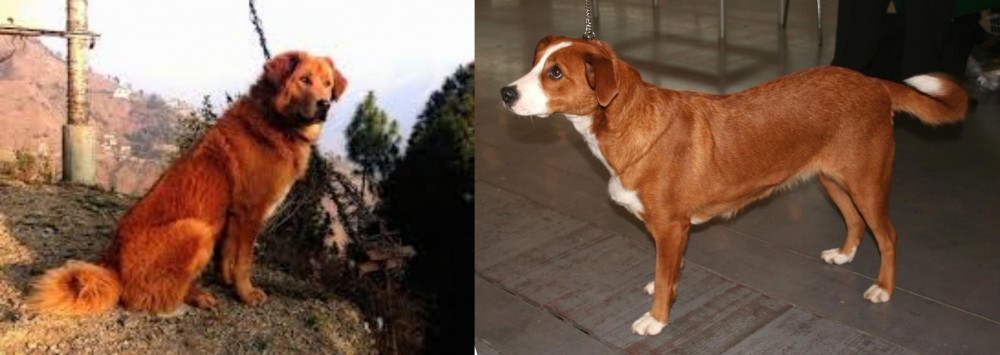 Osterreichischer Kurzhaariger Pinscher vs Himalayan Sheepdog - Breed Comparison