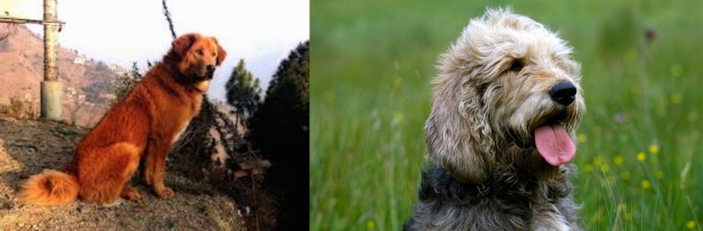 Otterhound vs Himalayan Sheepdog - Breed Comparison