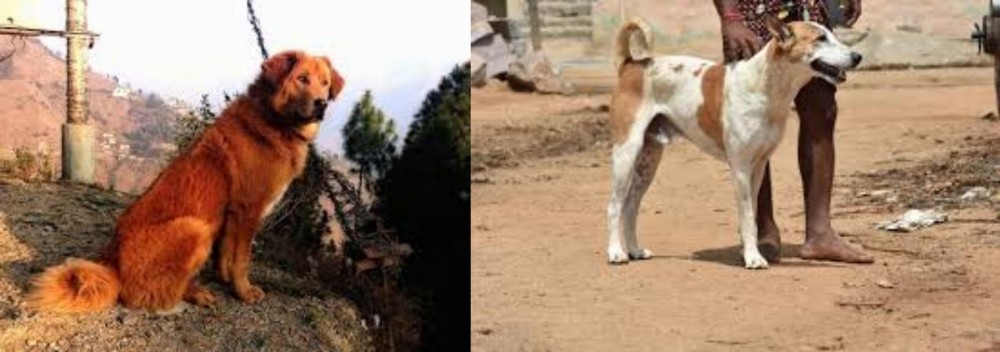 Pandikona vs Himalayan Sheepdog - Breed Comparison