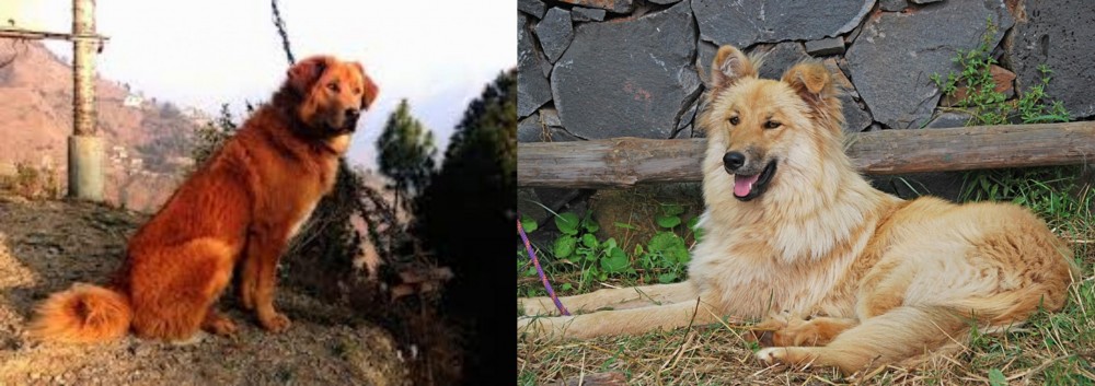 Pastor Garafiano vs Himalayan Sheepdog - Breed Comparison