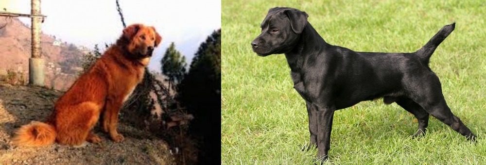 Patterdale Terrier vs Himalayan Sheepdog - Breed Comparison