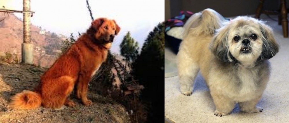 PekePoo vs Himalayan Sheepdog - Breed Comparison