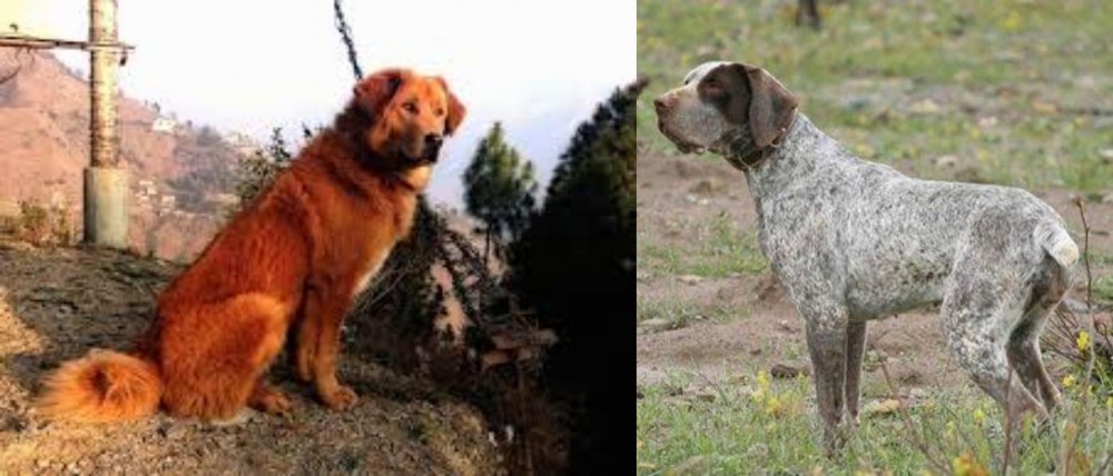 Perdiguero de Burgos vs Himalayan Sheepdog - Breed Comparison