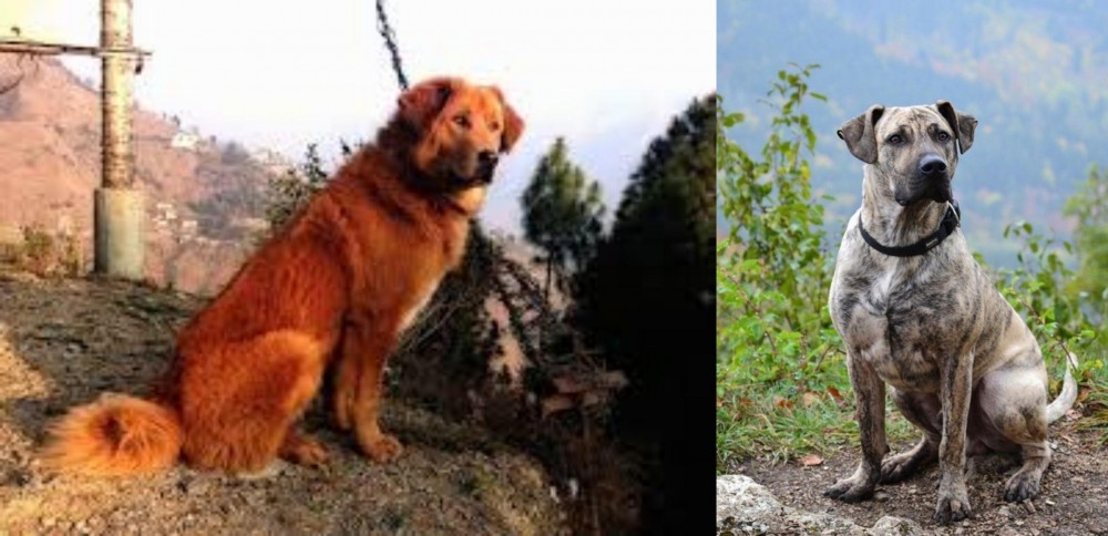 Perro Cimarron vs Himalayan Sheepdog - Breed Comparison
