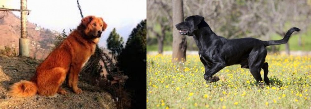 Perro de Pastor Mallorquin vs Himalayan Sheepdog - Breed Comparison