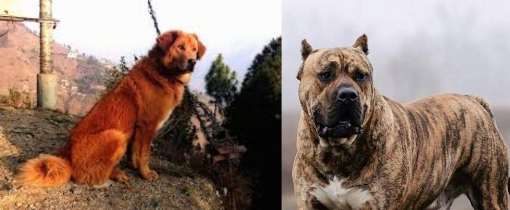 Perro de Presa Canario vs Himalayan Sheepdog - Breed Comparison