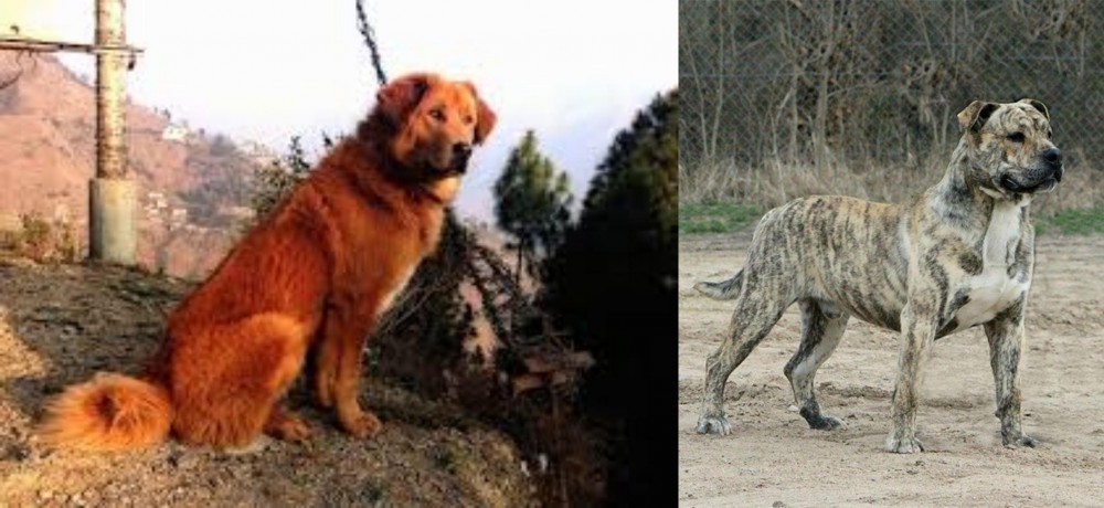 Perro de Presa Mallorquin vs Himalayan Sheepdog - Breed Comparison
