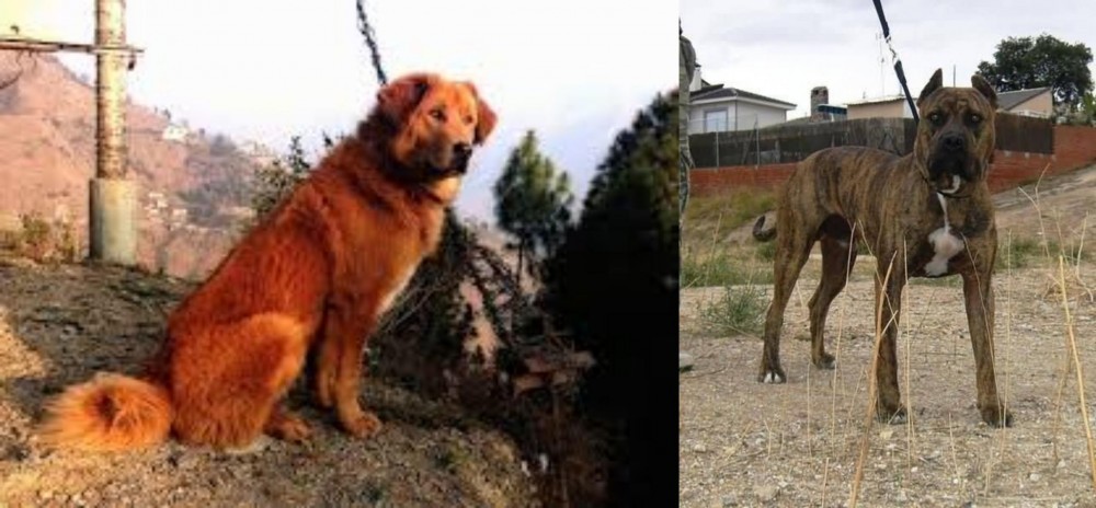 Perro de Toro vs Himalayan Sheepdog - Breed Comparison