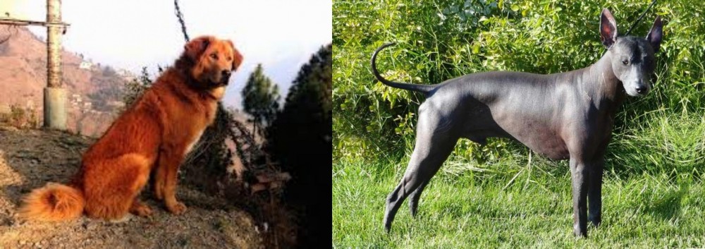 Peruvian Hairless vs Himalayan Sheepdog - Breed Comparison