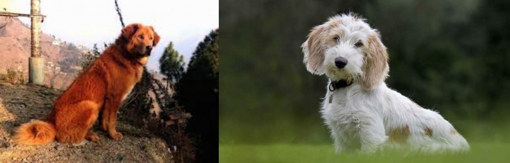 Petit Basset Griffon Vendeen vs Himalayan Sheepdog - Breed Comparison